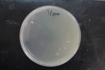 Fig. 7. Gluconacetobacter growth after 2-3 days.