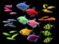 17-GloFish-Fluorescent-Fish-Group-Photo-with-NEW-Striped-Green-Barb.jpg
