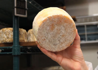 Fig. 3. Cheese made from human toe bacteria. Photo: http://cultofweird.com.